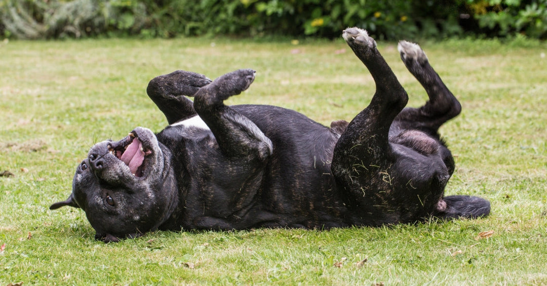 Aralis Animals Staffordshire Terrier Multivitamins