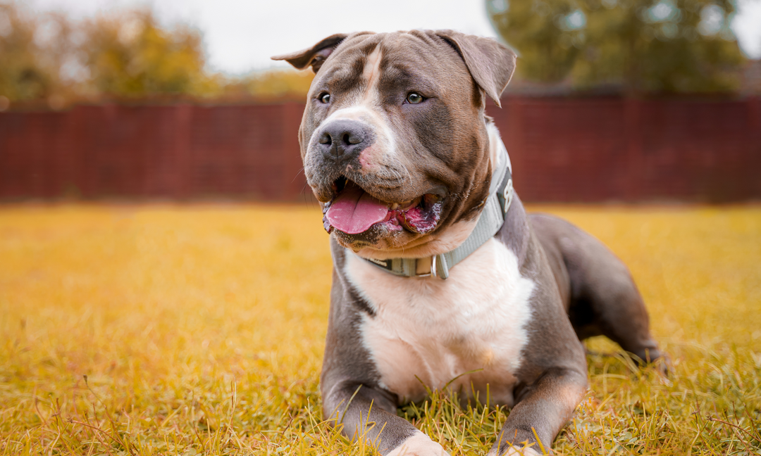 A healthy American Staffordshire Terrier with a shiny coat and alert expression, lying on grass with tongue out symbolising energy, strength, and balanced nutrition.