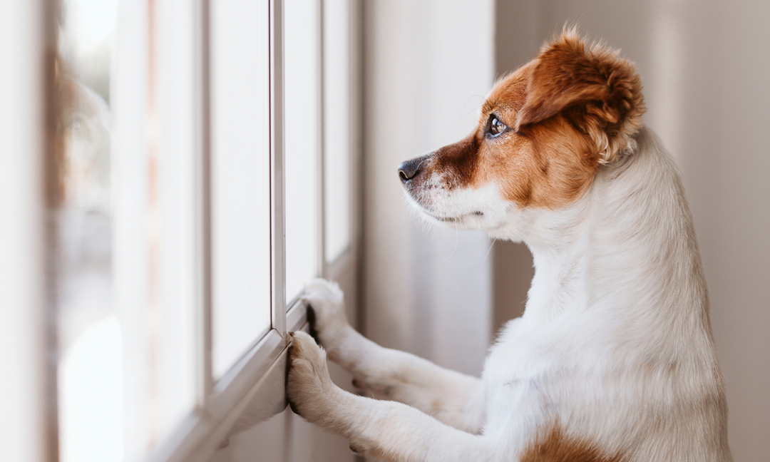 Dog with separation anxiety waiting by the window