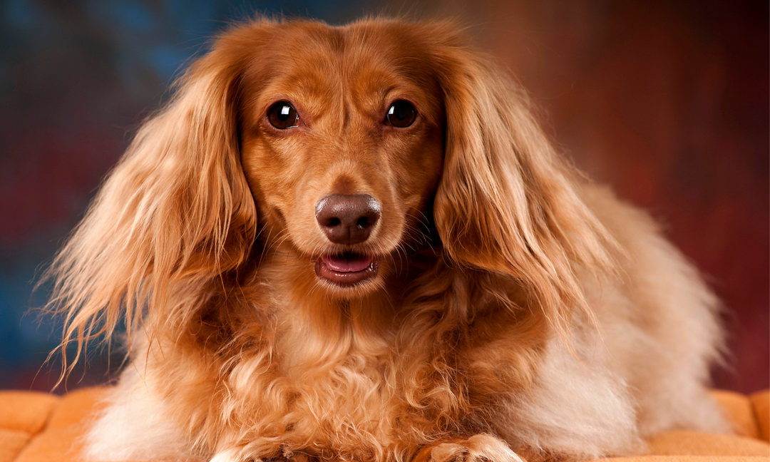 Close-up portrait of a long-haired mini dachshund with a silky reddish-brown coat