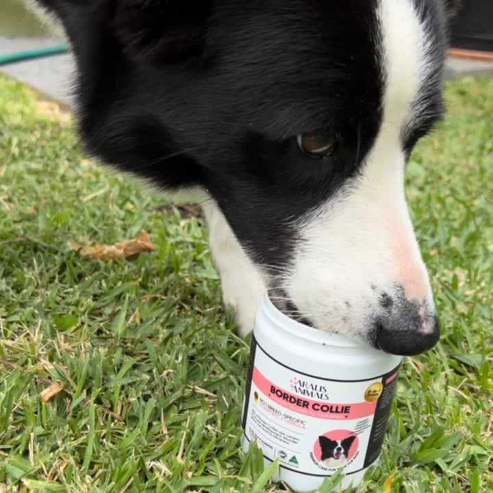 Border Collie