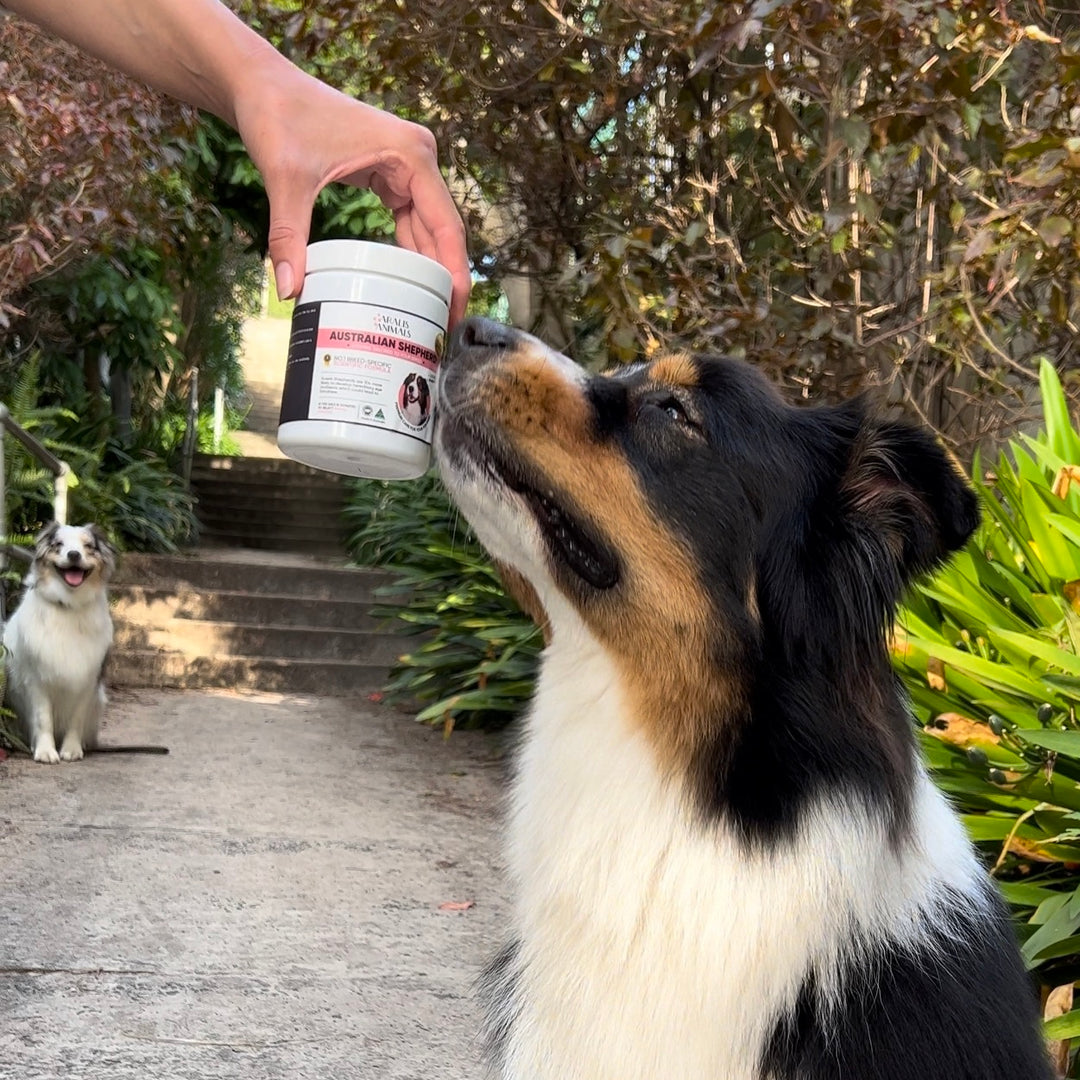 Australian Shepherd