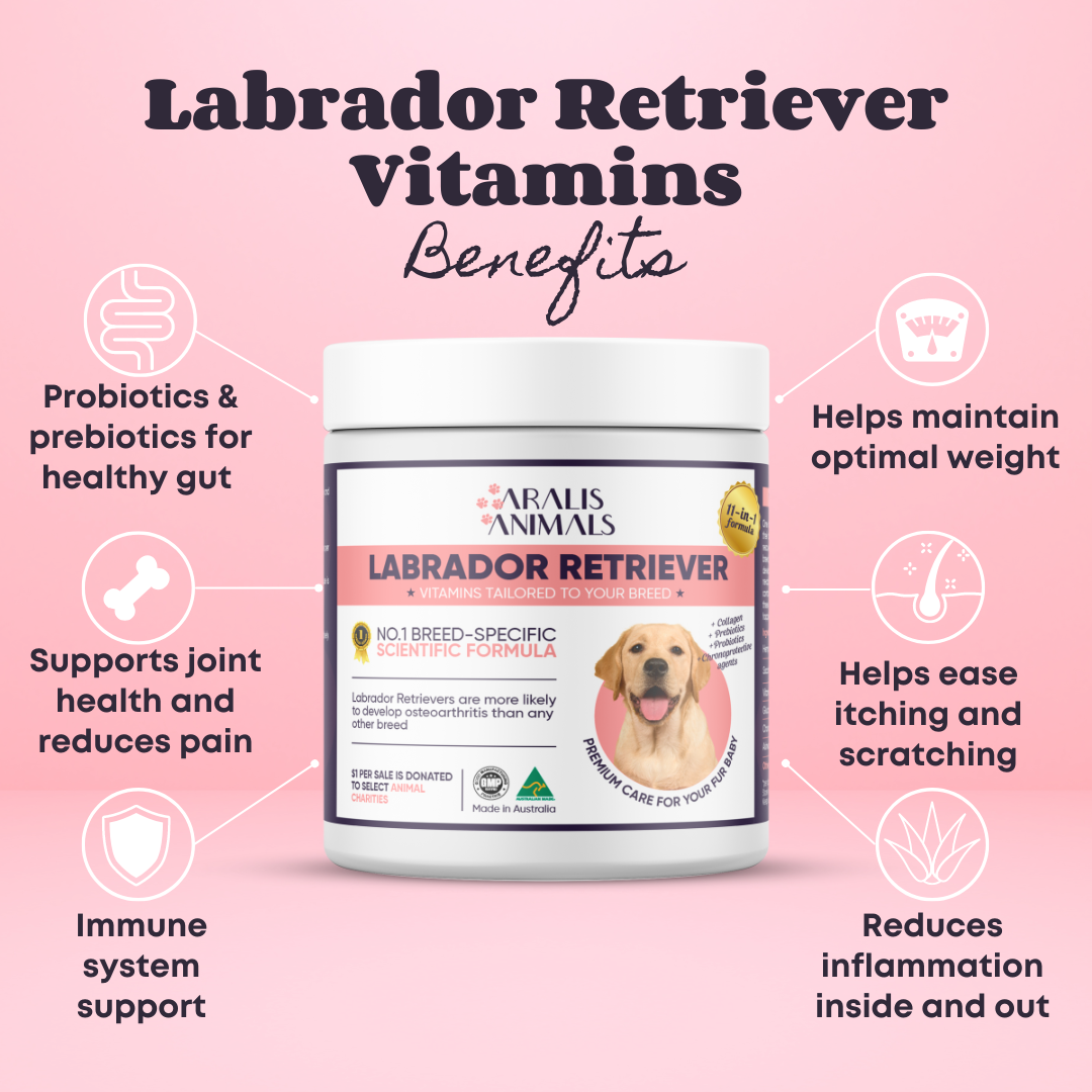 Best vitamins for labrador retrievers best sale